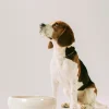 Pet Bowls-Robert Gordon Venue Large Dog Bowl / Dog Station